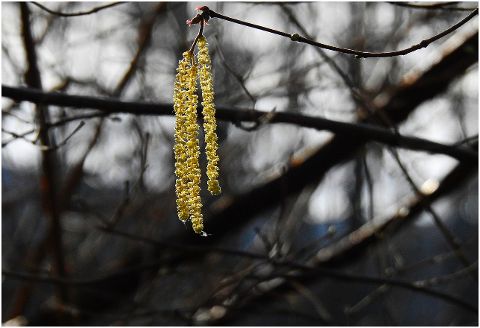 catkin-flower-seed-branch-tree-6019248