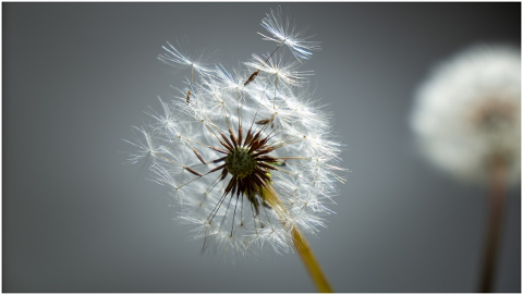 dandelion-wind-flower-seeds-white-5216497