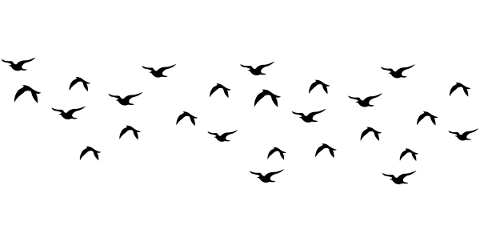 flock-of-birds-flying-birds-flock-5403298