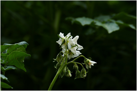 flowers-bloom-potatoes-4308624