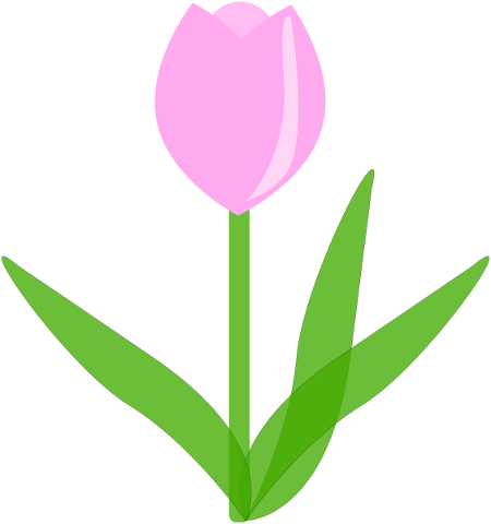 tulip-flower-pink-spring-garden-5164980