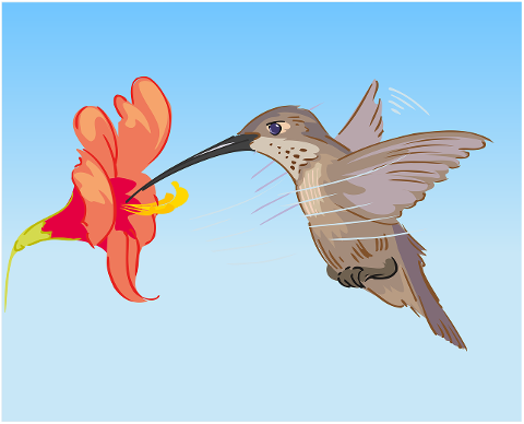 hummingbird-flower-animal-flying-4515193