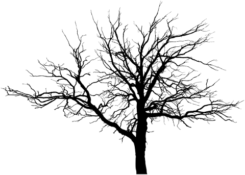 silhouette-tree-branches-plant-5575225