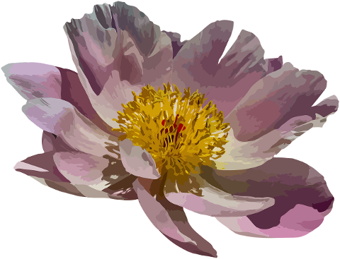 peony-blossom-bloom-pink-nature-4518488