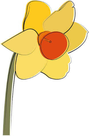 daffodil-flower-yellow-spring-4728374