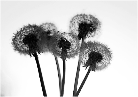 dandelion-beauty-spring-nature-5170328