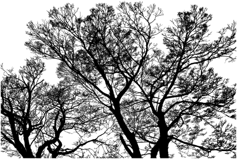 forest-trees-silhouette-branches-5142513