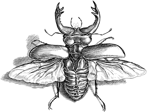 beetle-insect-line-art-bug-animal-5818702