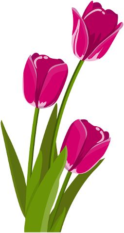 flower-tulip-spring-tulpenbluete-2923492