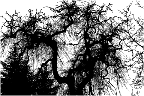 forest-trees-silhouette-branches-5126751