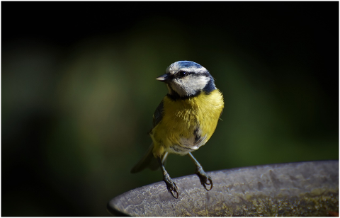 blue-tit-tit-small-bird-songbird-4532898