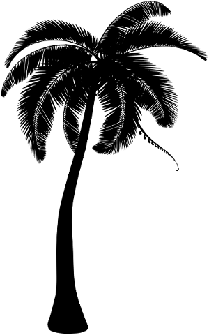 silhouette-palm-tree-palm-tropical-5464722