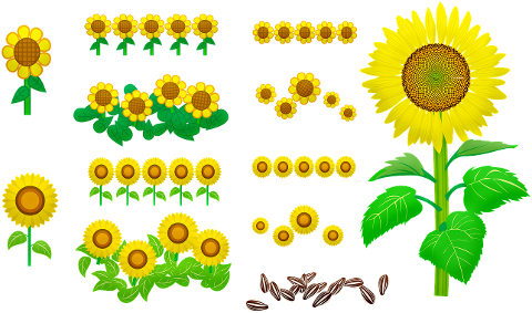 sunflowers-seeds-yellow-nature-4260174