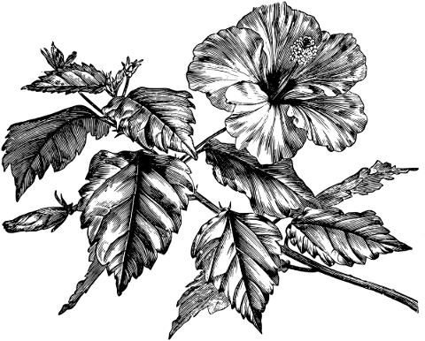 hibiscus-flower-line-art-floral-5208094