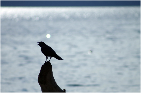 bird-crow-silhouette-black-ocean-4335409