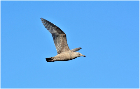 seagull-flying-bird-flight-sky-5040526