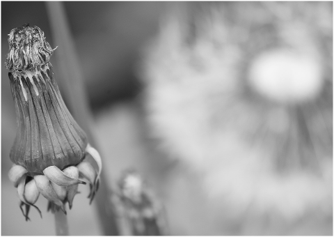 dandelion-flower-faded-high-key-4527603