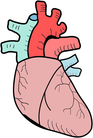 heart-the-anatomy-of-a-biology-4573553