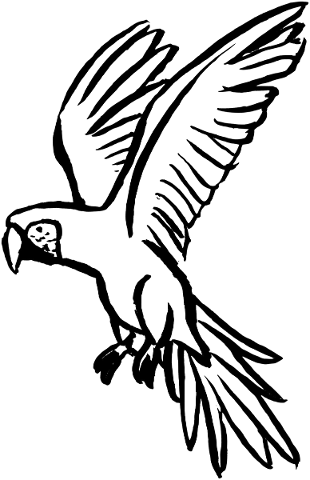 bird-ave-wildlife-macaw-education-4836052