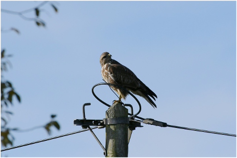 common-buzzard-bird-of-prey-plumage-4620498