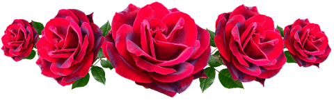 flowers-red-roses-romantic-cut-out-5070221
