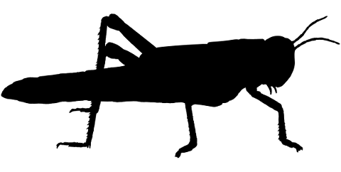 grasshopper-cricket-silhouette-5164442