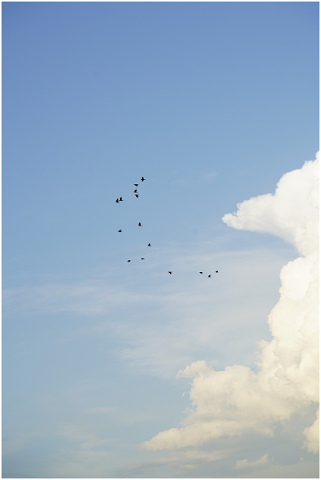 lamb-s-flock-birds-flying-cloud-4765542