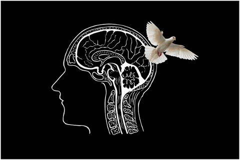 head-brain-dove-light-thoughts-5037006