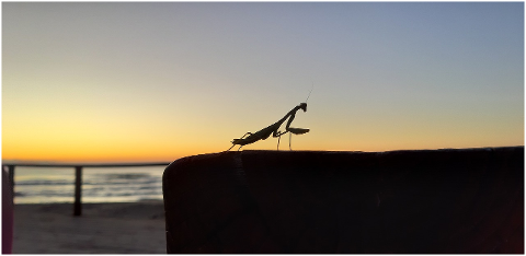 sunrise-sea-spain-praying-mantis-4592121