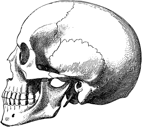 skull-human-anatomy-skeleton-death-5489288