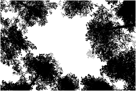 forest-trees-silhouette-branches-5142543