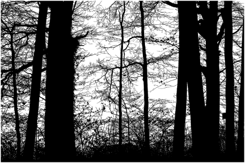 forest-trees-silhouette-branches-4719696
