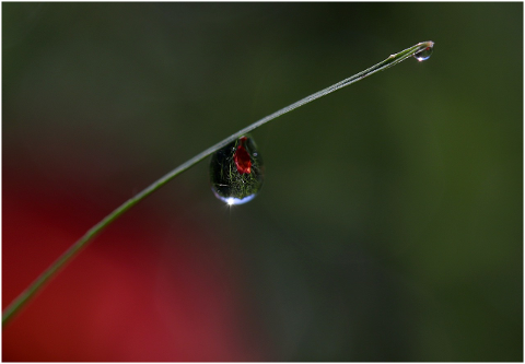 drops-water-macro-grass-nature-4324065