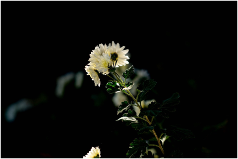white-flower-light-night-plant-4815026