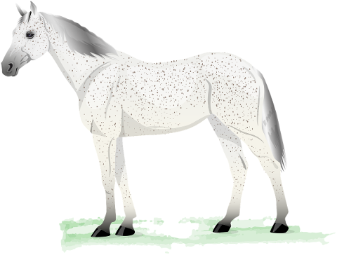 horse-gray-grey-fleabitten-5468275