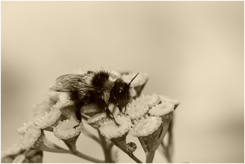 bumblebee-gas-female-pszczoC582owate-5052655