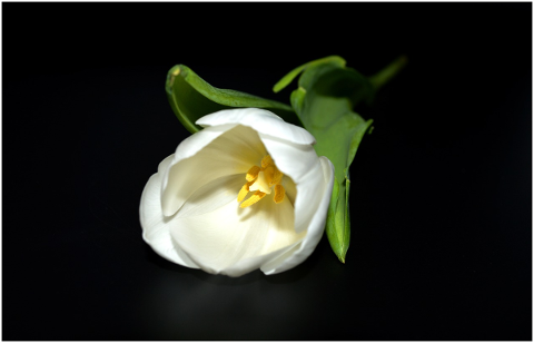 tulip-white-blossom-bloom-flower-4933222