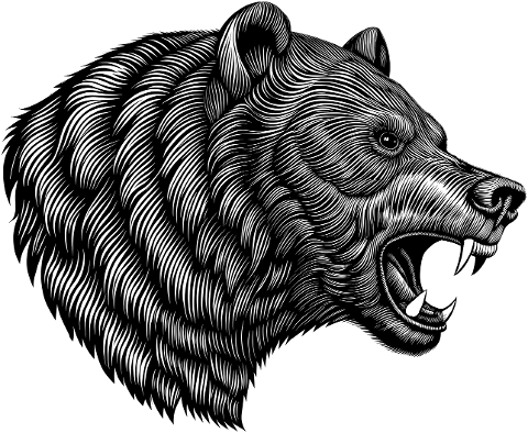 bear-animal-predator-wildlife-9514225