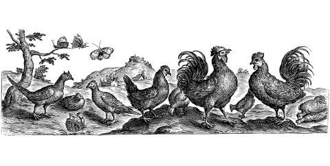 chicken-animal-line-art-birds-5156328