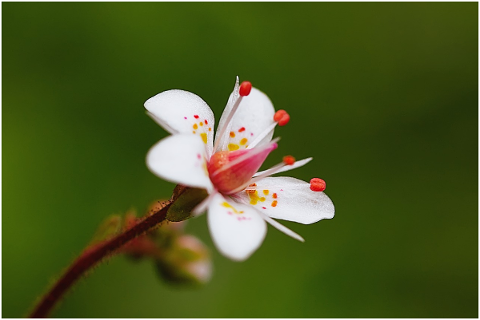 blossom-bloom-macro-flower-nature-4810236