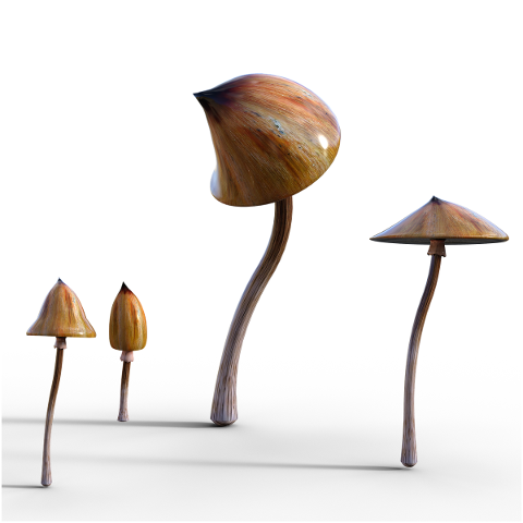 shrooms-mushrooms-isolated-4917658