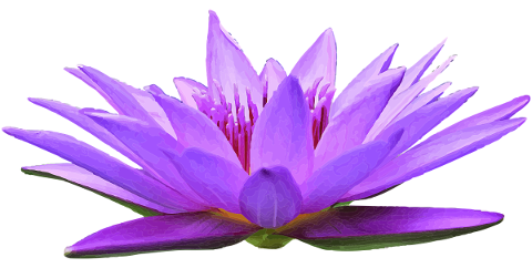 water-lily-water-flower-lily-pond-4757187