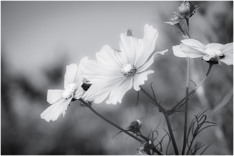 cosmea-flower-blooms-flower-meadow-4389980