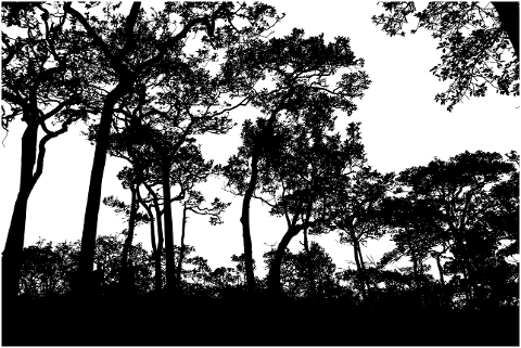 trees-landscape-silhouette-branches-4520023
