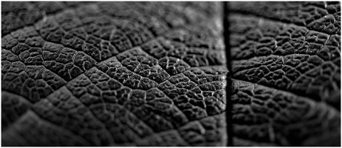 background-leaf-black-structure-4704311