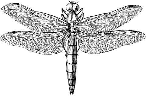 dragonfly-insect-line-art-animal-5818706