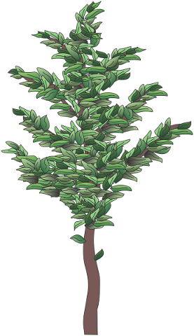 shrub-plant-tree-bush-flora-4858672