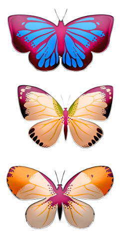 butterflies-wings-insects-set-5659159