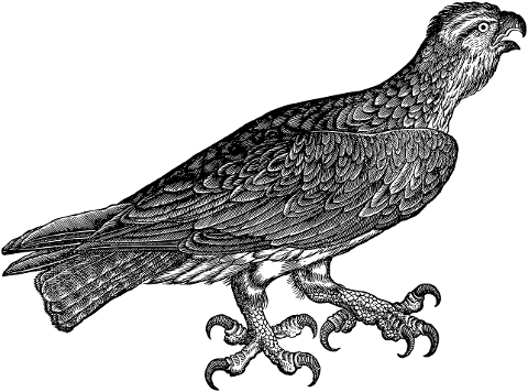 eagle-bird-line-art-animal-wings-4335945