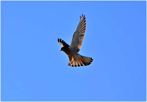 falcon-bird-of-prey-raptor-4826943